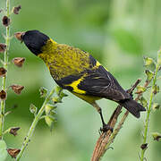 Hooded Siskin