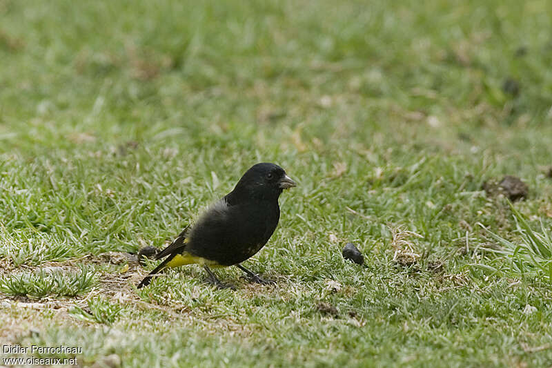 Chardonneret noir mâle adulte, identification