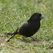 Black Siskin