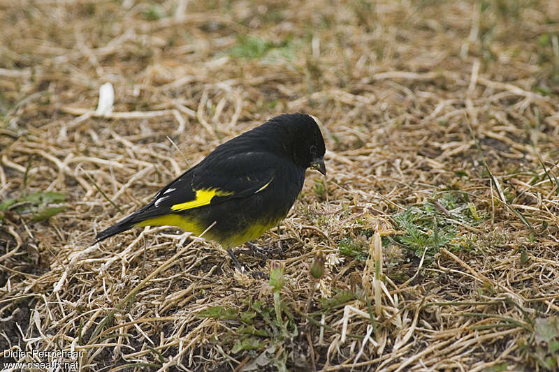 Chardonneret noir mâle adulte, identification