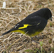 Black Siskin