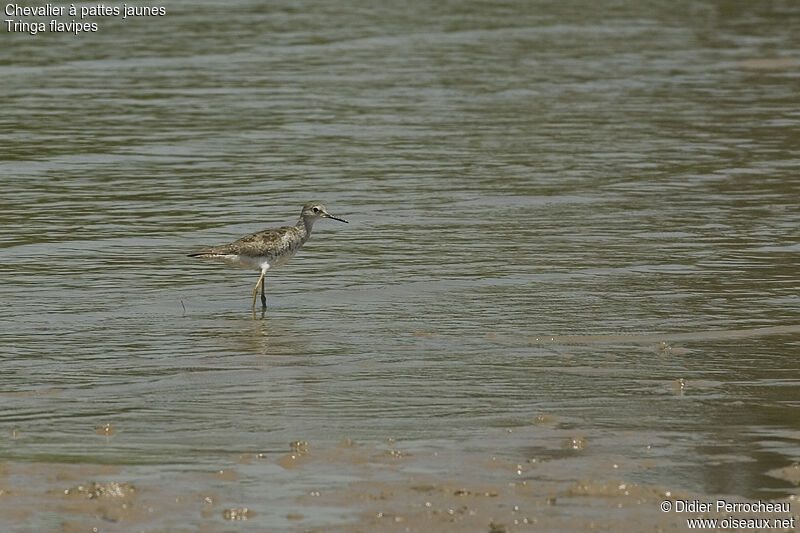 Lesser Yellowlegs