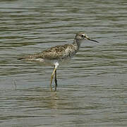 Lesser Yellowlegs