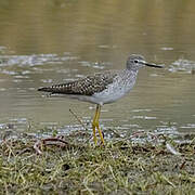 Lesser Yellowlegs