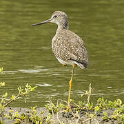 Greater Yellowlegs