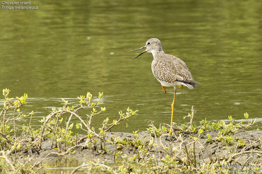 Greater Yellowlegs