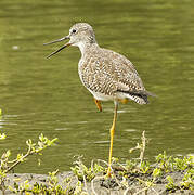 Greater Yellowlegs