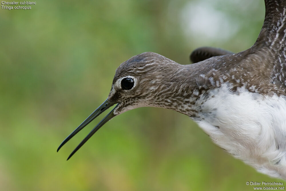 Green Sandpiper