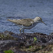 Spotted Sandpiper