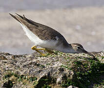 Spotted Sandpiper