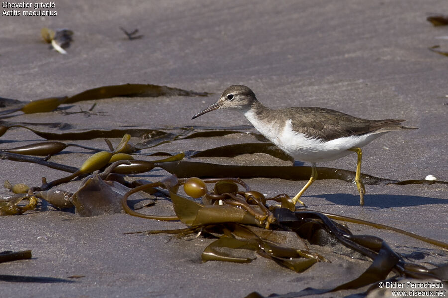 Spotted Sandpiper