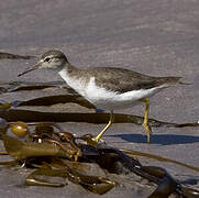 Spotted Sandpiper