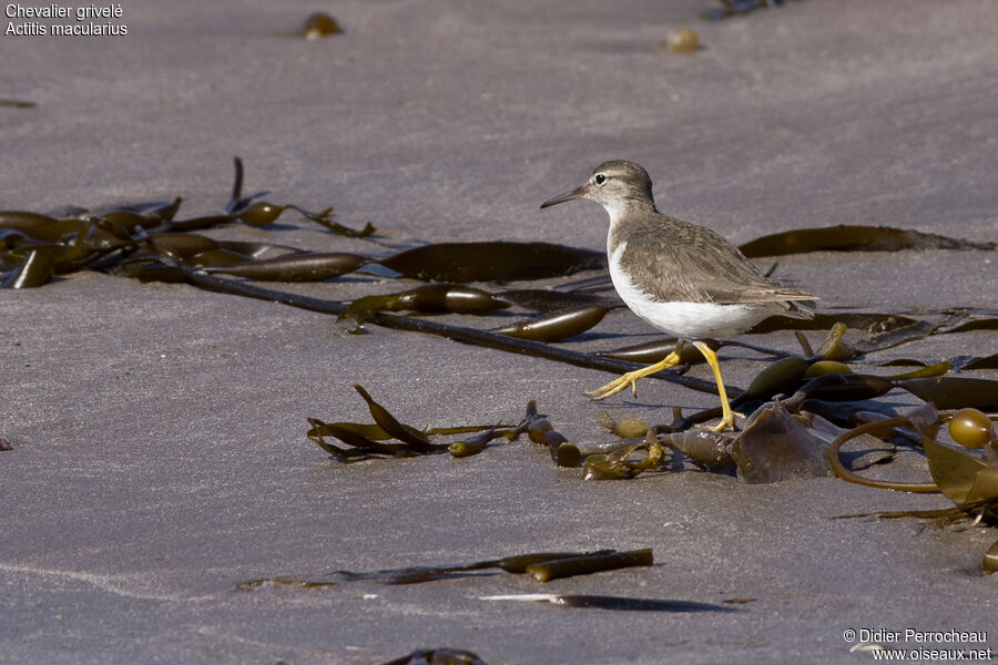 Spotted Sandpiper