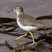 Spotted Sandpiper