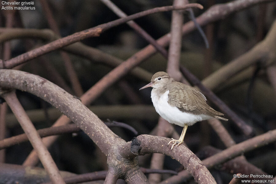 Spotted Sandpiper