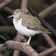 Spotted Sandpiper