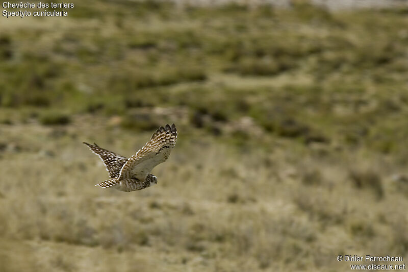 Burrowing Owl, Flight