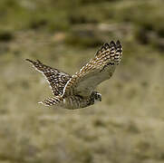 Burrowing Owl