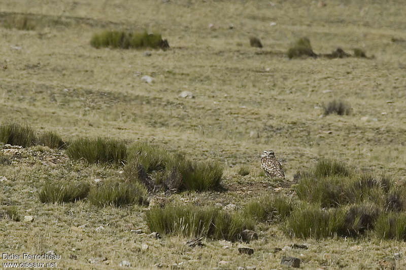 Burrowing Owladult, habitat, Behaviour