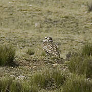 Burrowing Owl