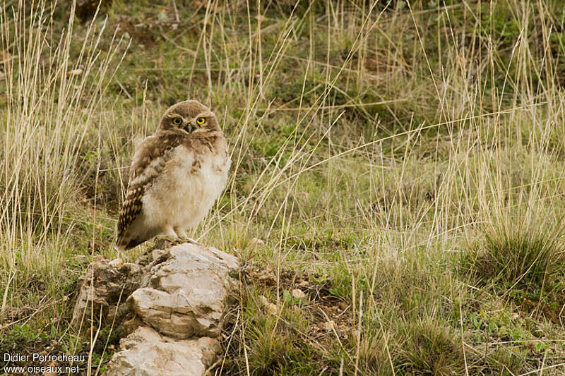 Burrowing Owljuvenile, identification