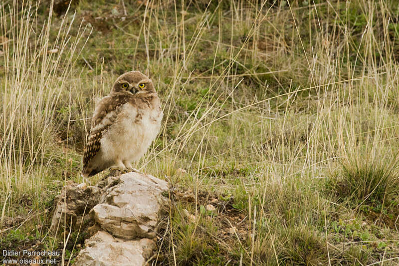 Chevêche des terriersjuvénile, identification