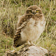 Burrowing Owl