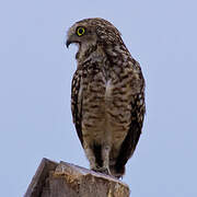 Burrowing Owl