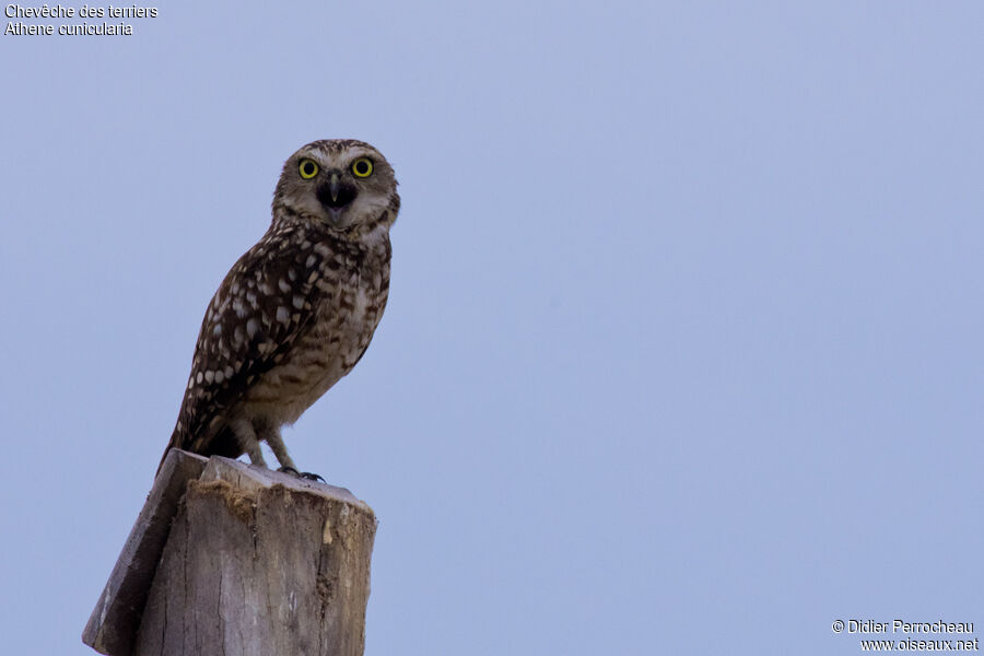 Burrowing Owl