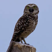 Burrowing Owl