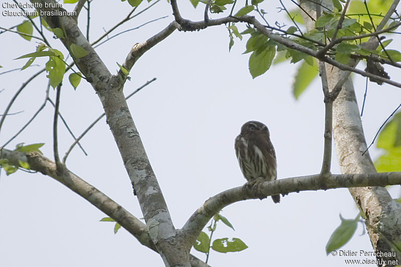 Ferruginous Pygmy Owl, identification