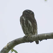 Ferruginous Pygmy Owl