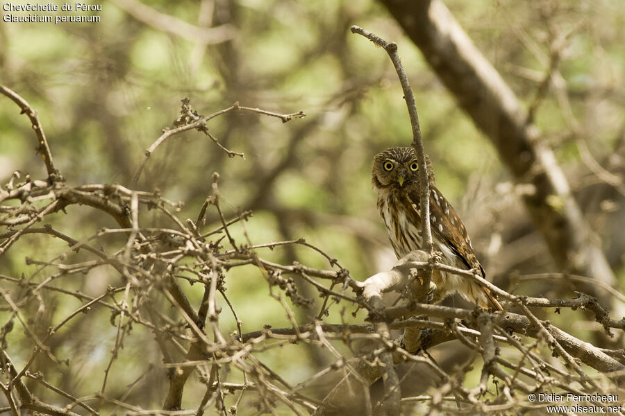 Pacific Pygmy Owl