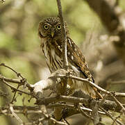 Pacific Pygmy Owl