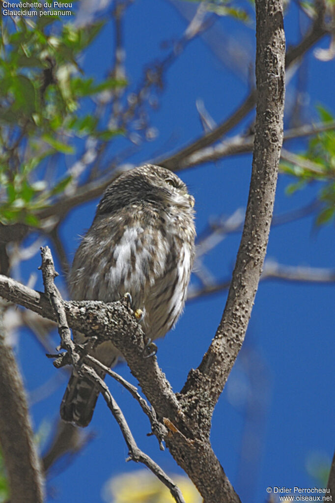 Pacific Pygmy Owladult, identification