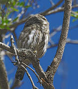 Pacific Pygmy Owl