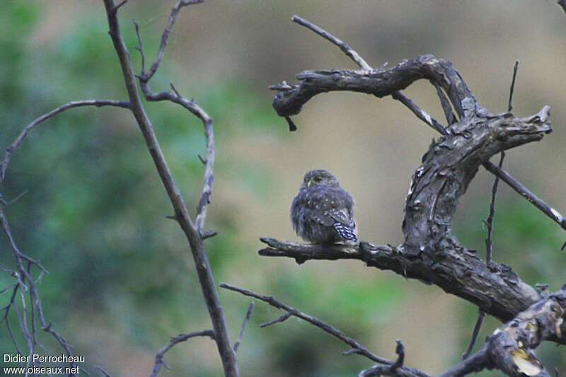 Pacific Pygmy Owljuvenile, identification