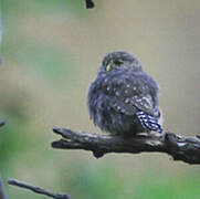 Pacific Pygmy Owl