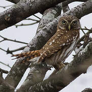 Pacific Pygmy Owl