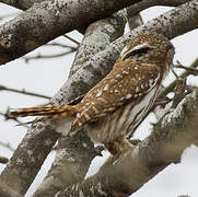 Pacific Pygmy Owl