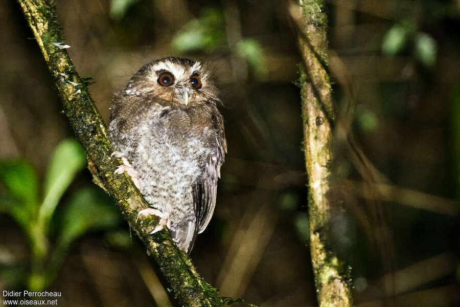 Long-whiskered Owlet