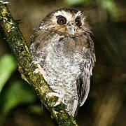 Long-whiskered Owlet