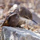 Chilia des rochers