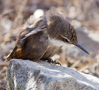 Chilia des rochers