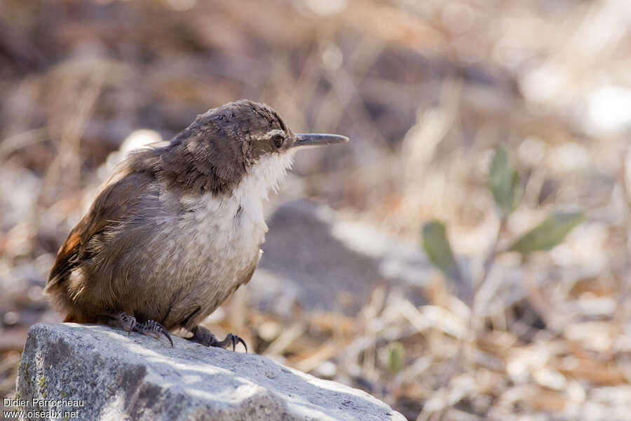 Crag Chiliaadult, close-up portrait