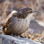 Chilia des rochers