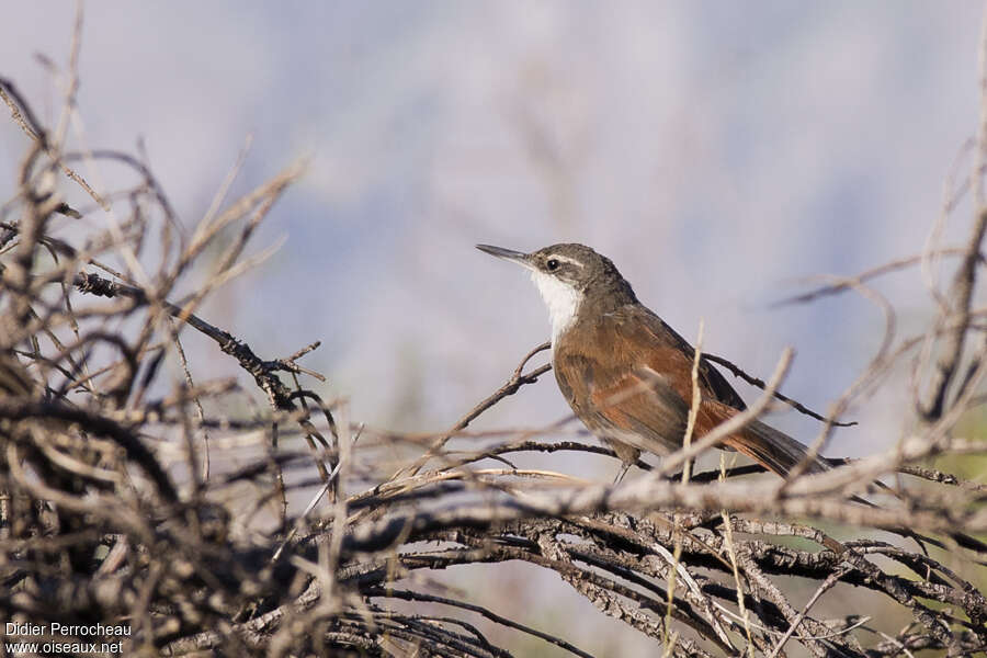 Crag Chiliaadult, identification