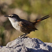 Chilia des rochers