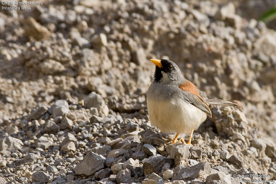 Buff-bridled Inca Finch