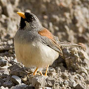 Buff-bridled Inca Finch